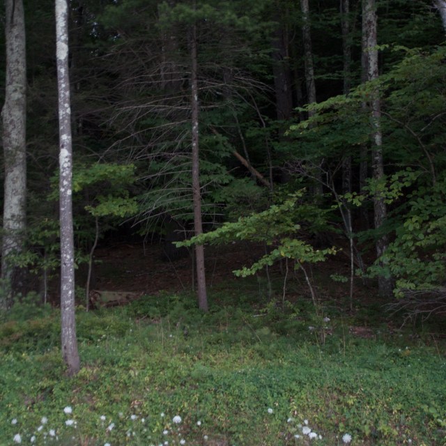 Into the dark Forest