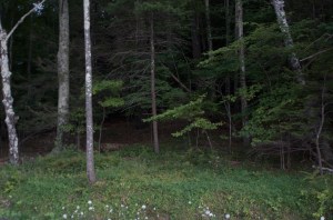 Into the dark Forest